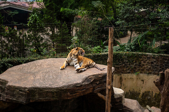 Tigers in action at Bandung Zoo