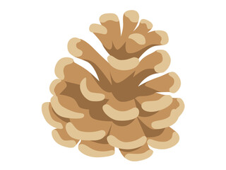 松ぼっくり（白縁あり）