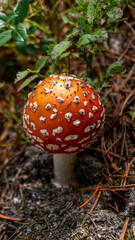 Toadstool by the path in Carpathian mountains, Ukraine