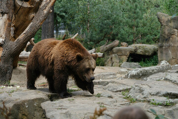 rock mammal wildlife Bear Pictures Images