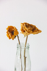 Forever roses
