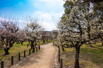 大阪城公園の梅林