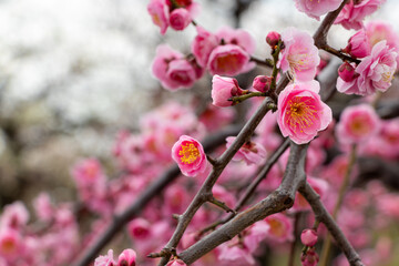 ピンク色の梅の花