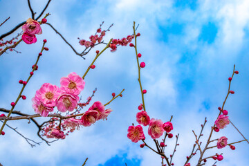 青空にピンク色の梅の花