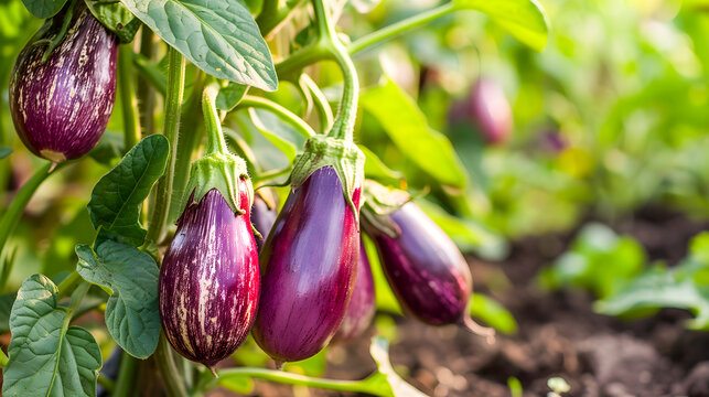 Fresh ripe eggplants or growing on the vine in a lush green vegetable garden during the summer season  The eggplants have a deep vibrant purple color and are surrounded by healthy green foliage