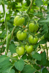 Vibrant Green Tomatoes Growing on a Lush Plant in a Garden