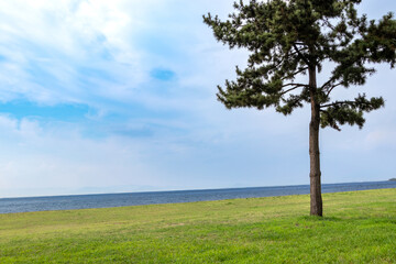 水辺に広がる芝生と一本の松の木