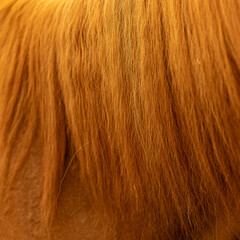 close up of brown horse