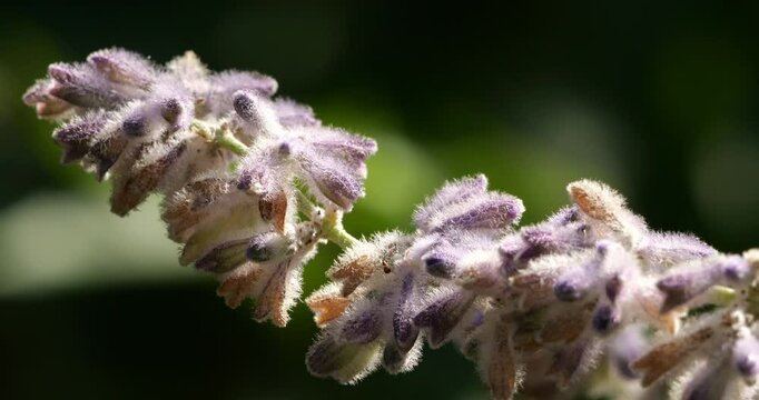 Close up on Salvia flowers, Southern France