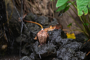 Brown bird perched on wet black rocks surrounded by greenery in a tropical environment.