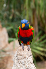 Colorful rainbow lorikeet perched on a rock with blurred green foliage in the background.