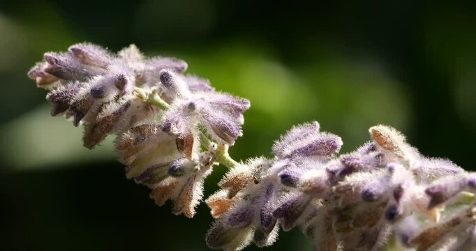 Close up on Salvia flowers, Southern France