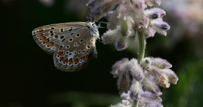 Melitaea phoebe foraging Salvia flowers, Southern France