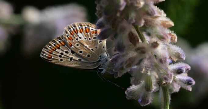Melitaea phoebe foraging Salvia flowers, Southern France