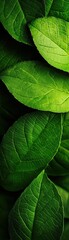 Obraz premium Close-up view of lush green leaves layered together, showcasing vibrant textures and natural beauty for nature-themed projects.
