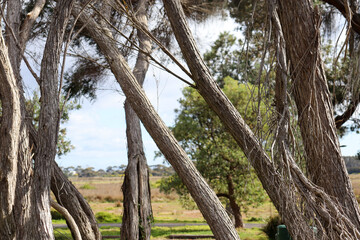 textured tea tree trunks in coastal landscape