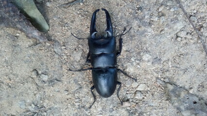 a stag beetle