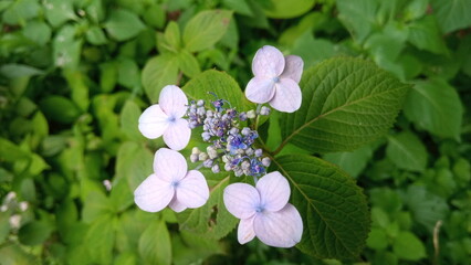 hydrangea