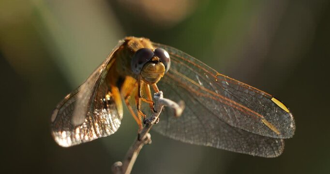 close up on a perched dragonfly, sourhern France