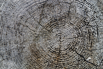 Fototapeta premium weathered annual growth rings on grey old tree stump background patterns
