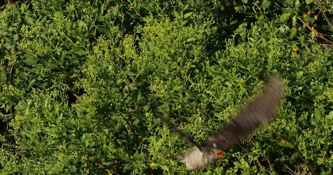 Juvenil Common cuckoo , the Camargue, France