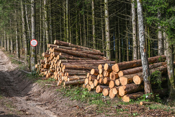 Bois coup&eacute; foret sapin coup&eacute; Wallonie Belgique exploitation forestiere