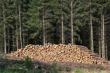 Bois foret sapin coupé Wallonie Belgique