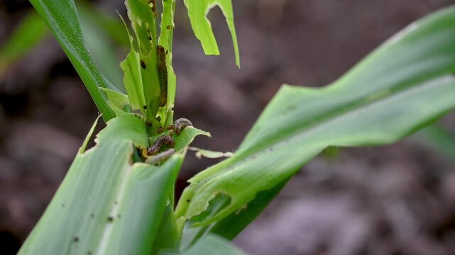 In the maize field, the armyworm attack the maize leaves, causing damage to the maize leaves,  attack of The fall armyworms on maize or corn crop.