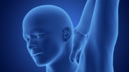 Obraz premium Human Body Suffering with Backpain Anatomy