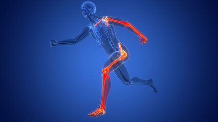 Human Skeleton System Upper and Lower Limb Bone Joints Anatomy