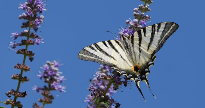 Scarce swallowtail (Iphiclides podalirius) foraging and pollinating Vitex flowers, Southern France