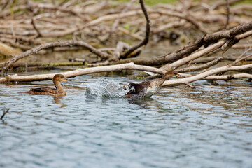 Young  hooded merganser. The hooded merganser is a species of small diving duck