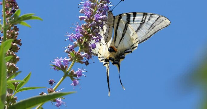 Scarce swallowtail (Iphiclides podalirius) foraging and pollinating Vitex flowers, Southern France