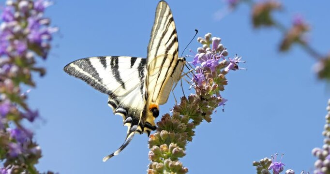 Scarce swallowtail (Iphiclides podalirius) foraging and pollinating Vitex flowers, Southern France
