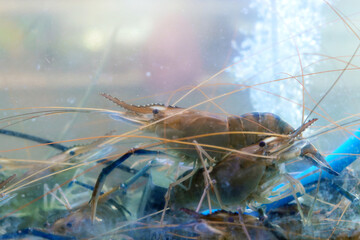 Alive Fresh river prawns - Macrobrachium rosenbergii show in a glass tank in the seafood market for sale of Thailand.