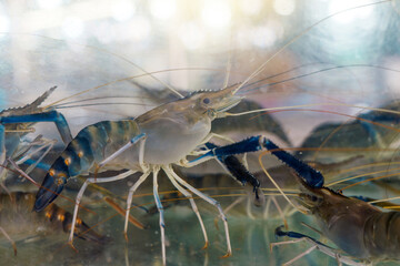 Alive Fresh river prawns - Macrobrachium rosenbergii show in a glass tank in the seafood market for sale of Thailand.