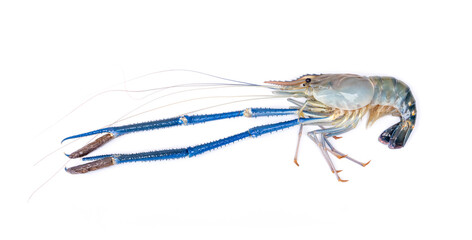 Fresh giant river prawn - Macrobrachium rosenbergii isolated on white background.