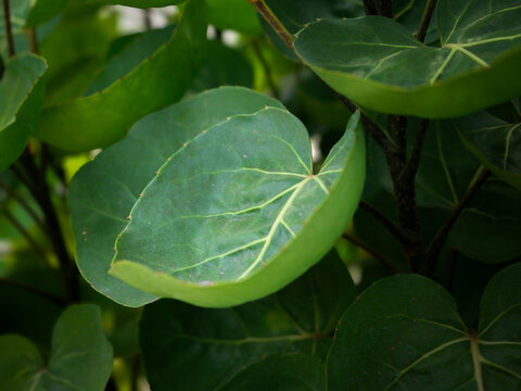 Shield aralia or Polyscias scutellaria plant