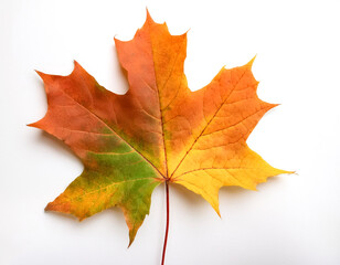 Obraz premium maple leaves isolated on white background