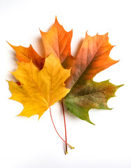 Obraz premium maple leaves isolated on white background