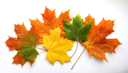Fototapeta premium maple leaves isolated on white background
