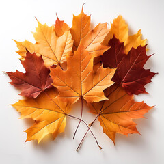 Fototapeta premium maple leaves isolated on white background