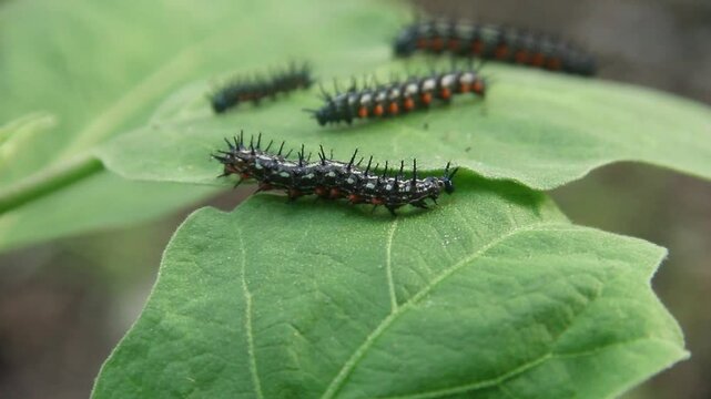 Caterpillar or larva of the butterfly Doleschallia bisaltide