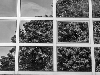 Abstract Puzzle: Reflections in Glass Window Frames – Square Shapes and Nature's Captivity.