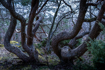Twisted Tree Trunks Shaped by Nature
