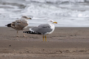 Adult and juvenile yellow-legged gulls on the beach in Terceira, Azores