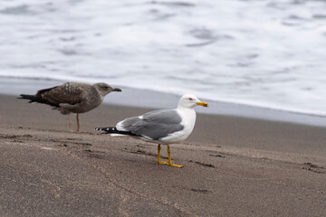 Adult and juvenile yellow-legged gulls on the beach in Terceira, Azores