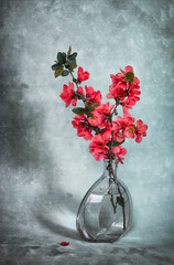 Still life of a sprig of flowering henomeles in a glass jug
