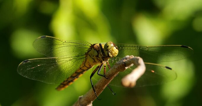 Common Darter dragonfly (Sympetrum striolatum ), Southern France