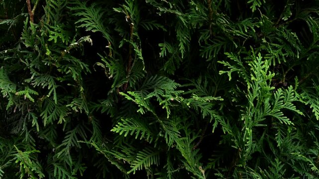 Coniferous bush juniperus in the park.
Green coniferous bush close-up.
Bush in the park.
Christmas tree in the forest.
Thuja, pine, tree, bush, greenery, park, thujopsis, pinus, taxus, juniperus